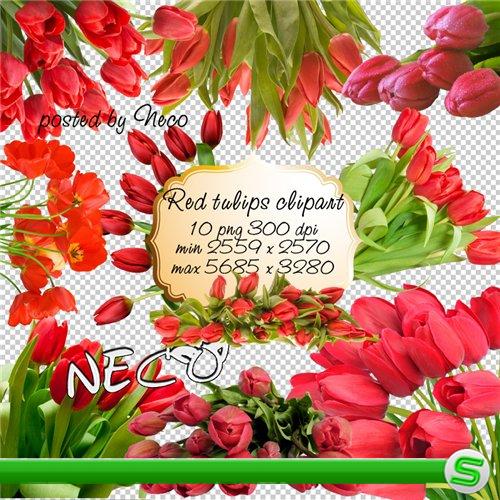 Red Tulips clipart - Клипарт красные тюльпаны PNG 
