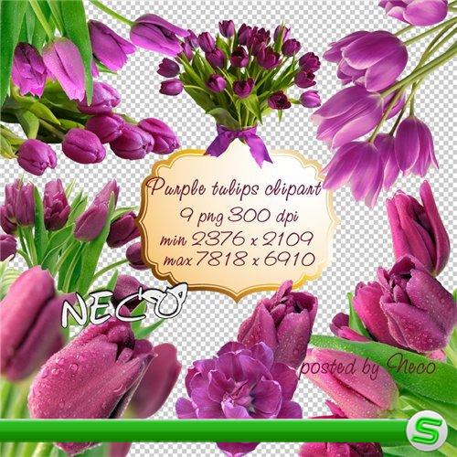 Purple tulips clipart - Фиолетовые тюльпаны клипарт PNG