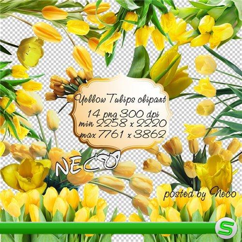 Yellow Tulips clipart - Клипарт жёлтые тюльпаны PNG