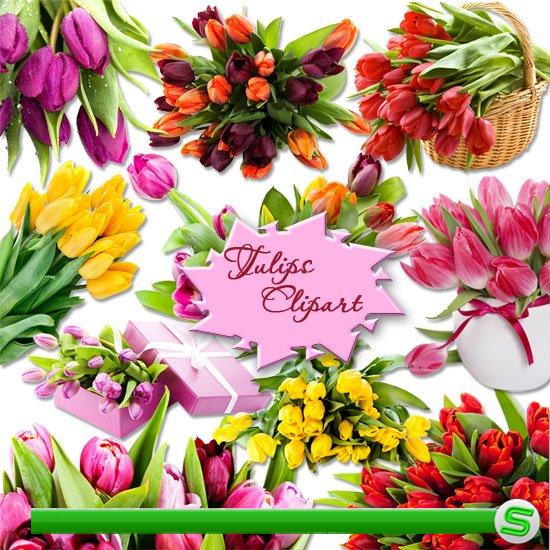 PNG клипарт на прозрачном фоне - Разноцветные тюльпаны