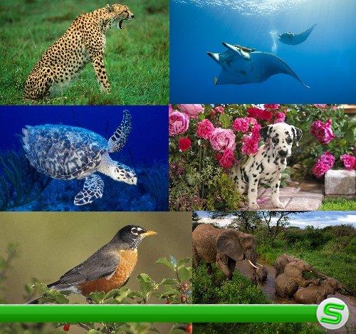 Обои - Разнообразный животный мир