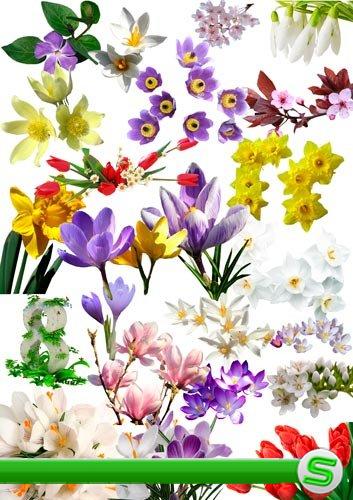 Растровый клипарт Весна, цветы, 8 марта