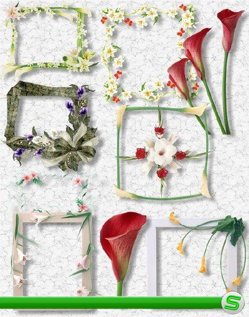 Клипарт PNG - Рамки и цветы из лилий