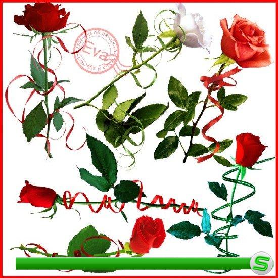 Клипарт - Розы, украшенные лентами
