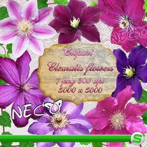  Клипарт - цветки клематисов PNG