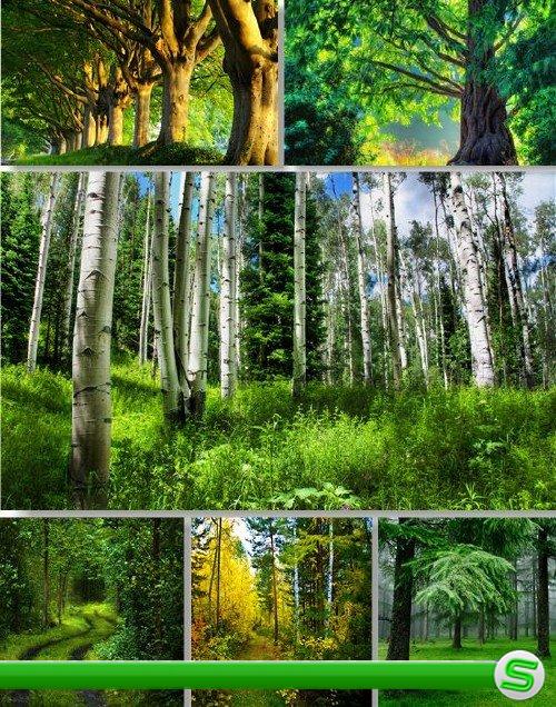 Клипарт растровый - лесные пейзажи