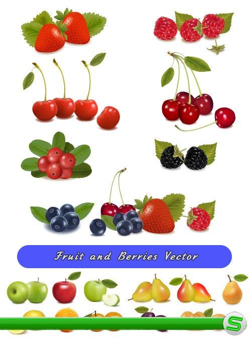 Свежие ягоды - Клубника яблоки малина вишня груша (Вектор)