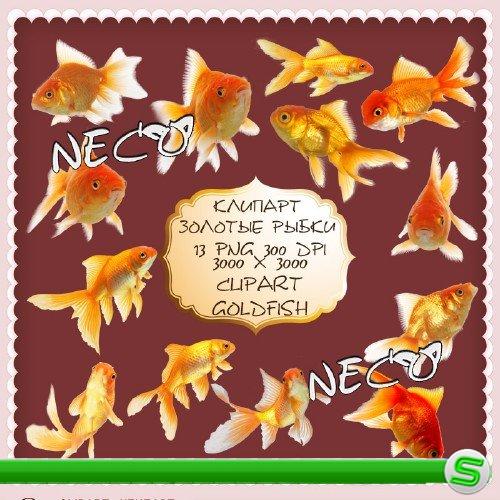 Clipart goldfish - Клипарт золотые рыбки PNG