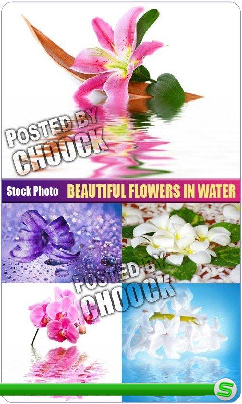 Красивые цветы в воде - растровый клипарт