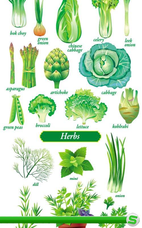 Зеленые овощи - капуста, лук, зелень (Вектор)