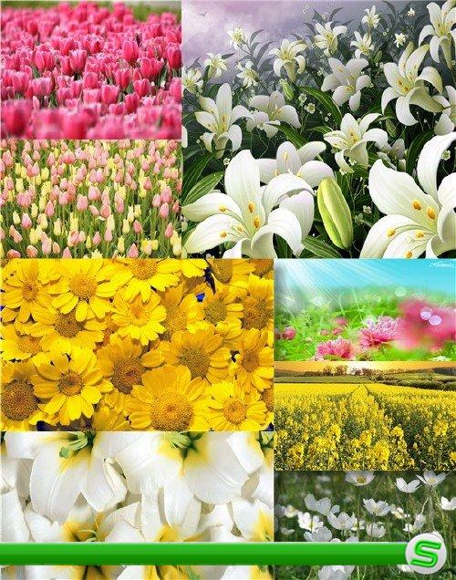 Фотосток - Скромные полевые цветы