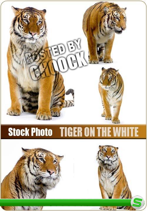 Тигр на белом - растровый клипарт