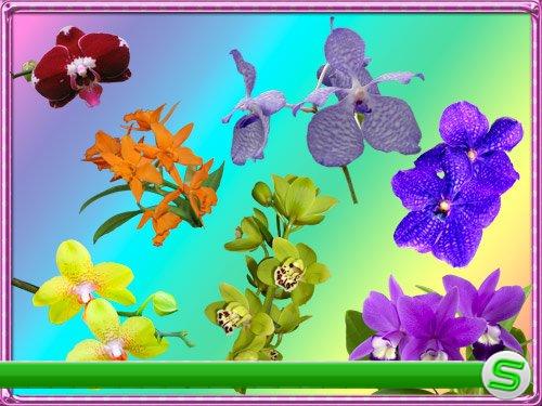 Клипарт Орхидеи - 7 цветов радуги