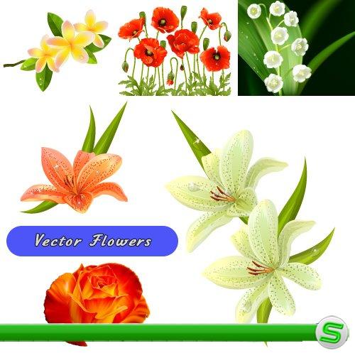 Векторные цветы - Ландыши, маки, лилии