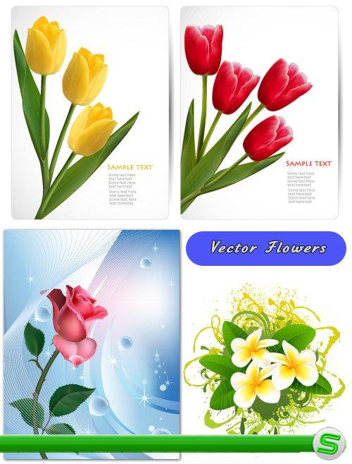 Плюмерия, открытки с тремя и четырьмя тюльпанами (Вектор)