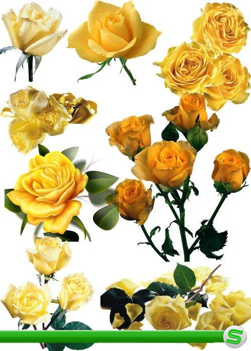 Клипарт - Желтые розы