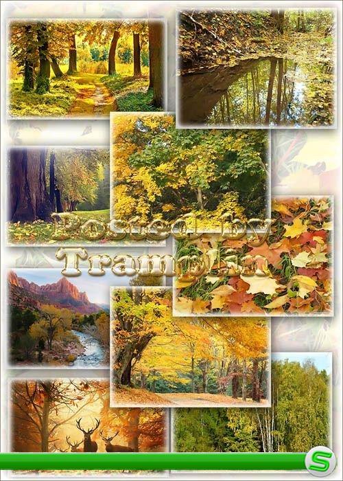 Клипарт – Осенние пейзажи - Кроет уж лист золотой влажную землю в лесу
