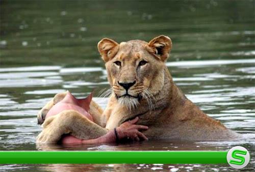  Шаблон для фото - купание с львицей 