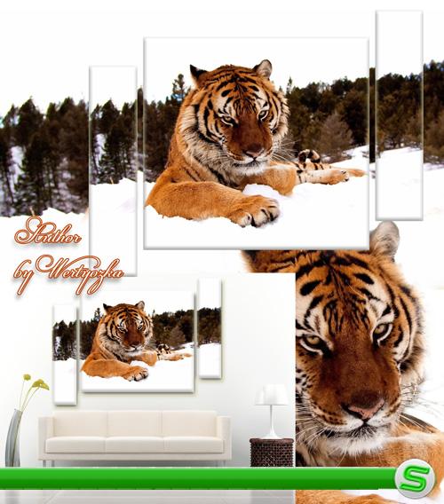 Тигр - PSD исходник триптих, модульная картина для интерьера 
