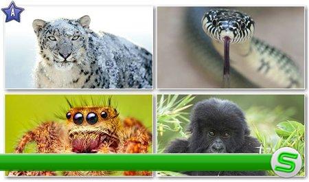 40 Stunning Animals HD Wallpapers 1366x768 [Set 15]