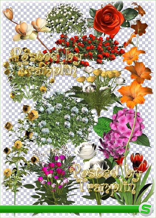Большой Сборник цветов в 3D – Розы, тюльпаны, лилии, гортензии, Гладиолусы