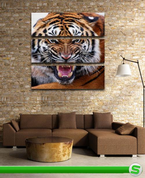 Триптих в psd формате - Тигр, хищник, животные семейства кошачьих 