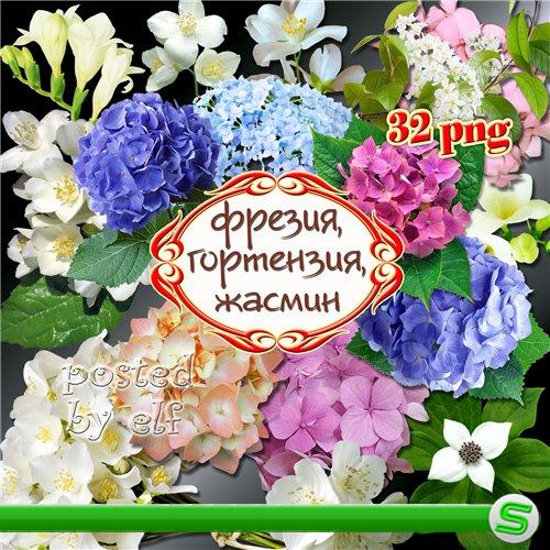  Фрезия, жасмин, гортензия - восхитительные цветы на прозрачном фоне