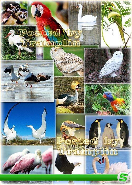 Птицы - Коллекция клипарта -  Животный мир