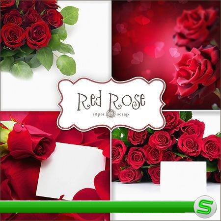 Фоны - Красные розы