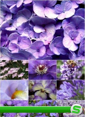 Клипарт - Фиолетовые цветы