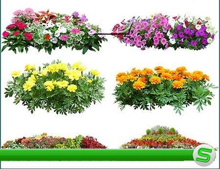 PSD Цветы и Растения