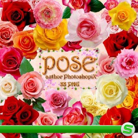 PNG клипарт для Photoshop – Розы / Rose