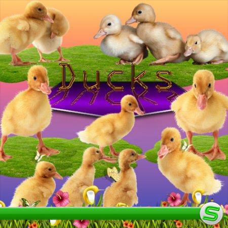Ducks - клипарт утята