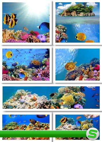 Подводный мир с разноцветными рыбами - фотосток | Underwater World