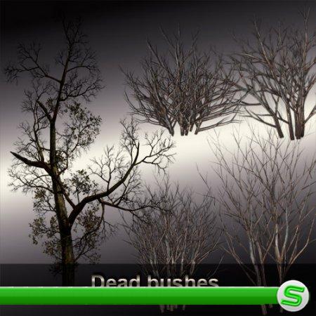 Dead bushes