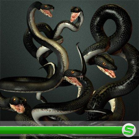 Stock Black Snakes 