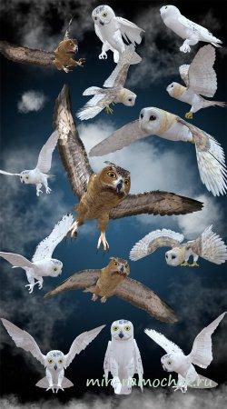 Owl - png клипарт совы
