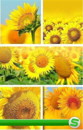 Золотые подсолнухи - фотосток | Sunflowers