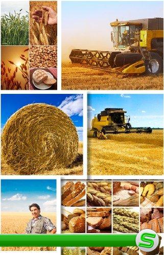 Урожай пшеницы и хлеб - растровый клипарт | Harvest wheat and bread