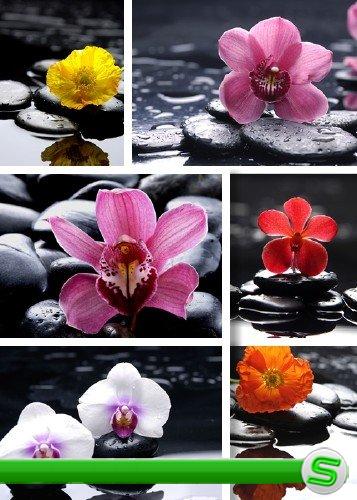 Цветы и камни для рекламы спа салонов - фотосток | Flowers and Stones