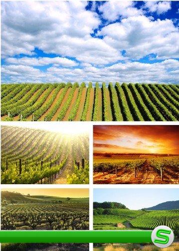 Виноградники - растровый клипарт | Vineyard