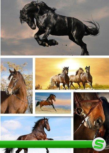 Клипарт - Лошади  | Horses