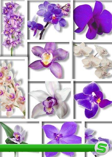 Растровый клипарт -  Орхидеи | Purple Orchid