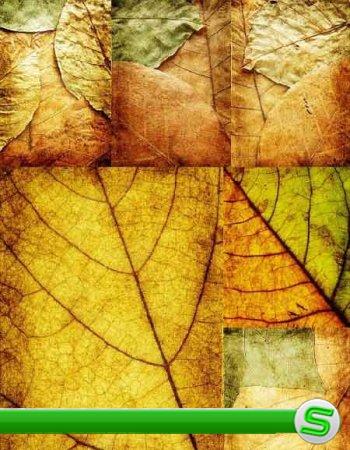 Текстуры осенних листьев / leaves autumn textures