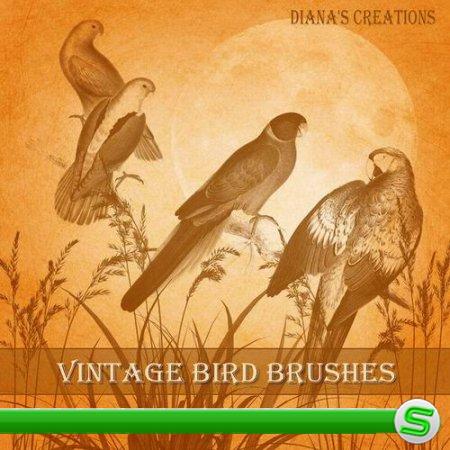 Vintage Bird Brushes
