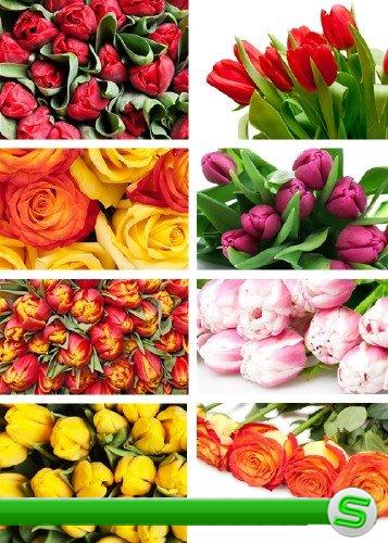Растровый клипарт - Тюльпаны и розы