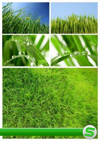 Зеленая трава и листья