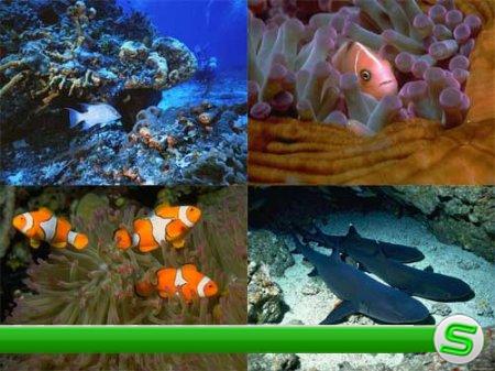 Подборка картинок на тему Подводного мира
