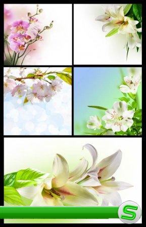 Фотографии с цветами / Flower Cards