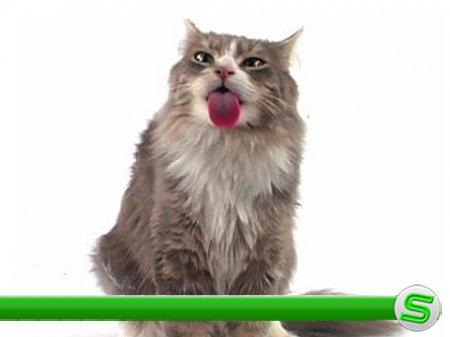 Скринсейвер - Кошка лижет экран